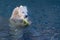 Funny Polar bear eating a plant while swimming in water