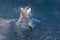 Funny Polar bear swimming and shaking in the water