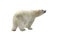 Funny Polar bear Ursus maritimus on white background