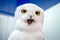 Funny polar owl on blue and white background