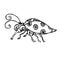 Funny polka dotted ladybug, hand drawn doodle black and white sketch