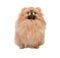 Funny pomeranian