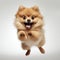 Funny Pomeranian Dog Jumping With Happy Face