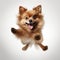 Funny Pomeranian Dog Jumping In Photorealistic Style