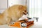 Funny Pomeranian dog typing on a vintage typewriter