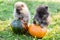 Funny pomeranian dogs and two pumpkin, halloween