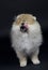 Funny Pomeranian puppy