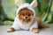 Funny Pomeranian puppy dressed as lamb