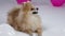 A funny Pomeranian pygmy spitz lies and looks in front of him. There is one white balloon in front of it, and two more