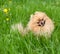 Funny pomeranian sitting in grass