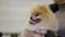 Funny Pomeranian spitz dog feeling safe with loving master, domestic animal