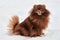 Funny Pomeranian Spitz dog on winter outdoor walking full size side view portrait cute brown Spitz