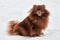 Funny Pomeranian Spitz dog on winter outdoor walking full size side view portrait cute brown Spitz