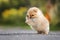 funny pomeranian spitz puppy jumping outdoors in summer, close up