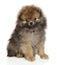 Funny pomeranian spitz puppy looking at the camera