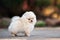 funny pomeranian spitz puppy pees outdoors