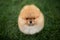 funny pomeranian spitz puppy portrait, top view