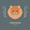 Funny pomeranian vector illustration. Cute cartoon portrait of a dog.