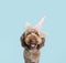 Funny poodle dog celebrating carnival or birthday wearing a unirn horn diadem. Isolated on blue pastel background