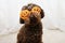 Funny poodle dog celebrating halloween with pumpkin glasses