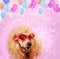 Funny poodle dog with glasses