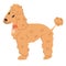 funny poodle dog lovely cartoon character, flat vector illustration isolated.