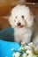 Funny poodle dog with tongue out
