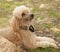 funny poodle lying on grass