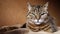 Funny portrait arrogant short-haired domestic tabby cat posing on dark brown background. Little kitten playing resting