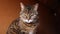 Funny portrait arrogant short-haired domestic tabby cat posing on dark brown background. Little kitten playing resting