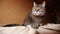 Funny portrait arrogant short-haired domestic tabby cat posing on dark brown background. Little kitten playing resting