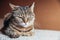 Funny portrait arrogant short-haired domestic tabby cat relaxing at home. Little kitten lovely member of family playing indoor.