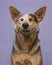 Funny portrait of an australian cattle dog on a purple background looking content smiling and eyes closed