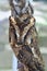 Funny portrait of baby sunda scope owls