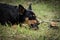 Funny portrait of a black dog with a mouse in its mouth,proud