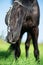 funny portrait of black grazing horse in the green field. close up