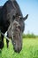 funny portrait of black grazing horse in the green field. close up