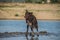 Funny portrait of brown border collie