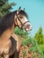 Funny portrait of buckskin welsh pony