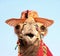 Funny portrait of camel with hat