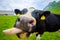 Funny portrait of a cow muzzle close-up on an alpine meadow