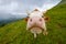 Funny portrait of a cow muzzle close-up on an alpine meadow