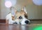 Funny portrait of cute little Corgi dog lying at home and dreamy looking up