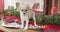 Funny portrait of a cute smiling puppy sitting on a table in a Christmas decorated room