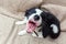 Funny portrait of cute smilling puppy dog border collie at home