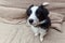 Funny portrait of cute smilling puppy dog border collie at home on couch waiting for reward