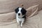 Funny portrait of cute smilling puppy dog border collie at home on couch waiting for reward