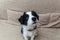 Funny portrait of cute smilling puppy dog border collie at home on couch waiting for reward