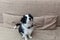 Funny portrait of cute smilling puppy dog border collie at home on couch waiting for reward