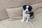 Funny portrait of cute smilling puppy dog border collie at home on couch waiting for reward